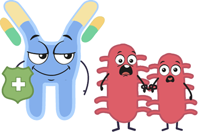 Склеивание бактерий между собой