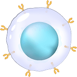 Клеточный иммунитет